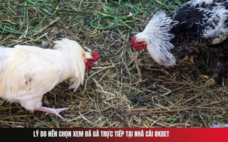 Lý do nên chọn xem đá gà trực tiếp tại nhà cái 8Kbet