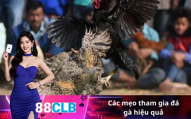 Các mẹo tham gia đá gà hiệu quả