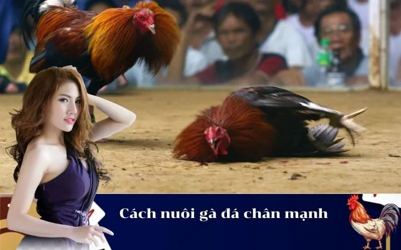 Cách nuôi gà đá chân mạnh