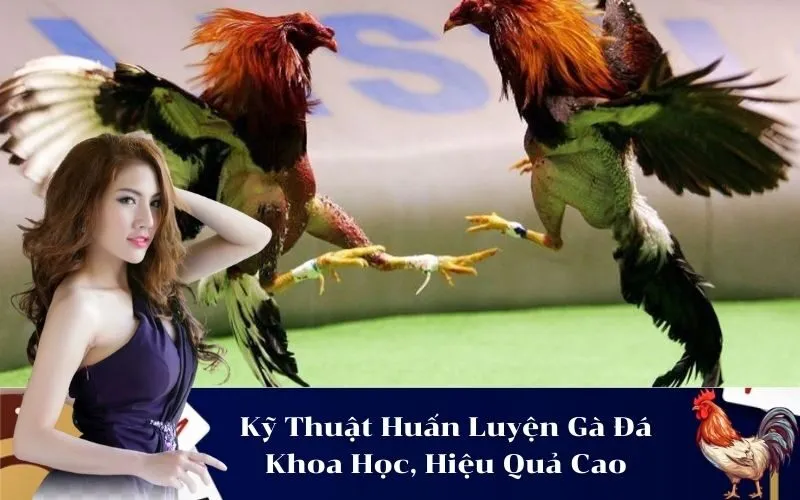 Kỹ Thuật Huấn Luyện Gà Đá Khoa Học, Hiệu Quả Cao